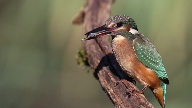 Young common kingfisher hitting caught water bug on branch, wildlife stock video