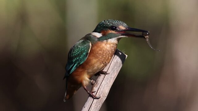 Young common kingfisher swallowing caught fish. Juvenile Alcedo atthis feeding on a branch, close up