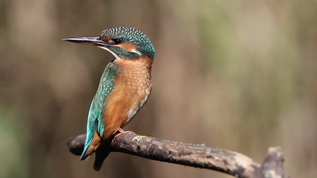 Young common kingfisher turning head on a branch. Juvenile Alcedo atthis looking around, close up.