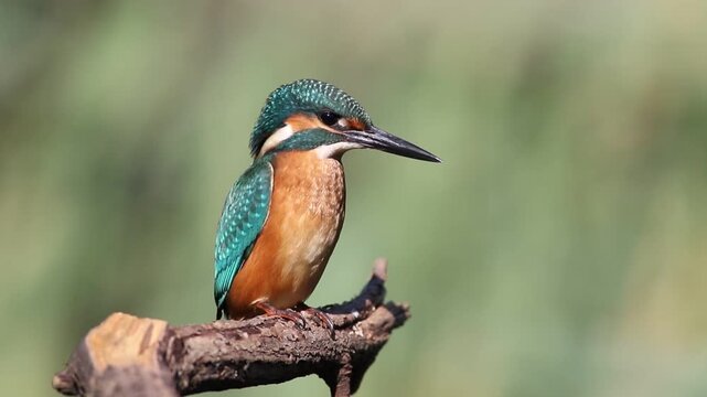 Young common kingfisher looking at camera. Juvenile Alcedo atthis turning head on a branch, close up