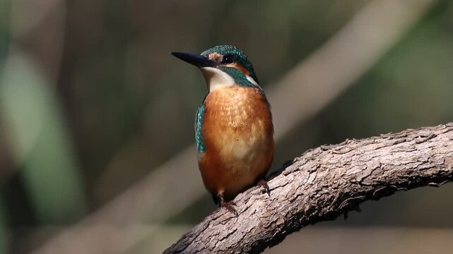 Young common kingfisher perched on a thick tree branch. Juvenile Alcedo atthis portrait.