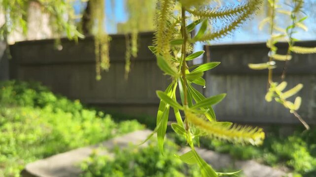 Hanging branches of old willow with young leaves and catkins