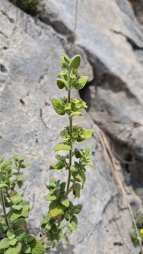 Clustered Blossoms of Wild Ballota Saxatilis on a Rocky Hillside