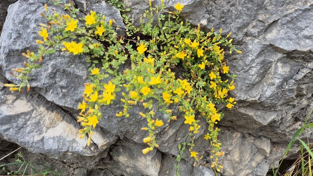 Endemic Yellow Rock St Johns Wort Hypericum Vacciniifolium Blooming on Limestone Cliffs