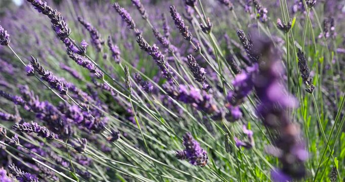 Purple lavender in the foreground, lavender stems with bright inflorescences are in focus against the background of a blurred green field in a summer garden.