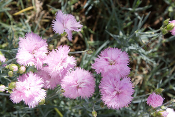 Obraz premium Beautiful Pink Dianthus Flowers Blooming in Summer Garden