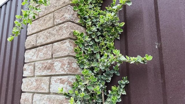 Stems of Euonymus fortunei with variegated leaves climbing on fence