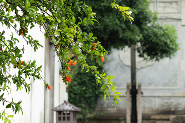 Obraz premium Vibrant orange pomegranate blossoms on wet green branches during a gentle rain in a peaceful traditional garden.