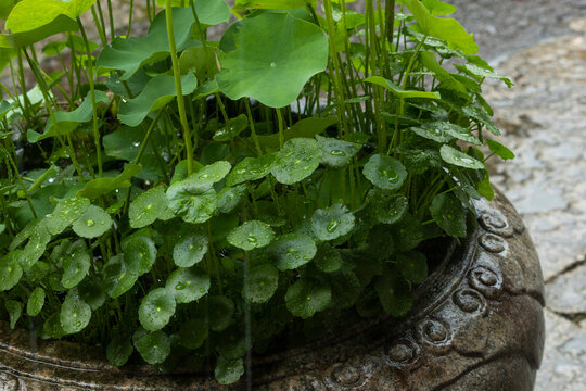 Lush green pennywort and lotus leaves with fresh raindrops in an ornate stone pot