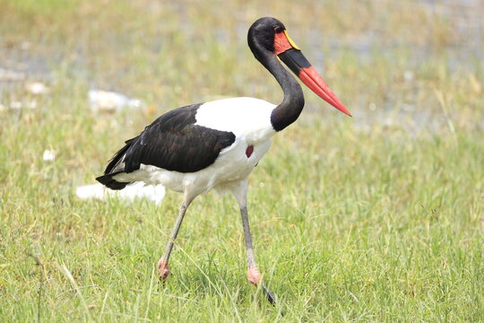 Saddle-billed Stork Lake Nakuru