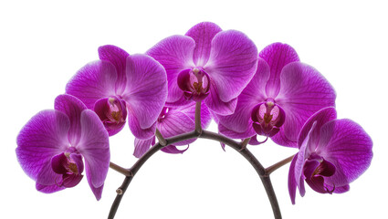 Obraz premium Purple Phalaenopsis orchid flowers on stem