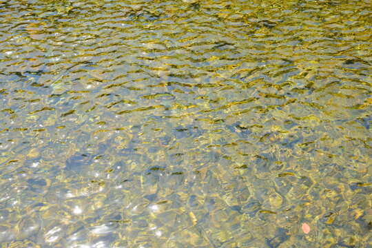 Purification at Isuzu River Mitarashi in Ise Jingu Naiku, Mie, Japan (伊勢神宮 内宮 五十鈴川 御手洗場)
