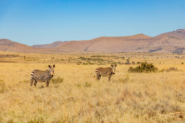 Naklejka premium Mountain Zebra grazing in grassland in Game Reserve