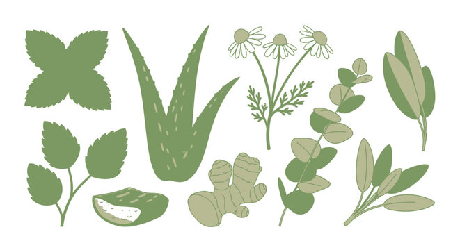 Cute cartoon medicinal herbs and plants set with happy faces including aloe vera, ginger, mint, chamomile, basil, and lavender on white background