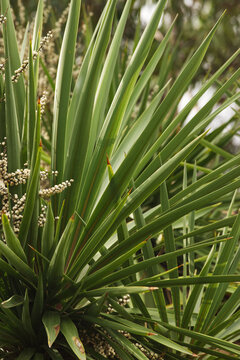 tī, tī kōuka, New Zealand Cabbage Palm, Cornish palm, cabbage palm, Torbay palm, or Torquay palm (Cordyline australis)
