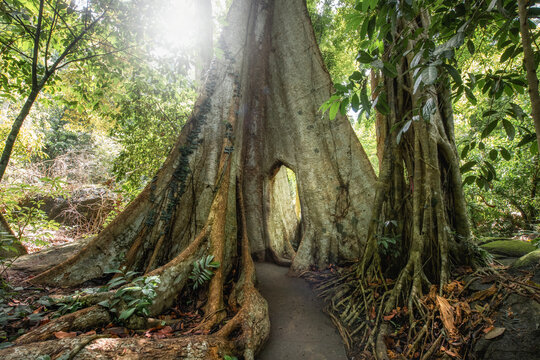 Wat Khao Banchop Temple.  giant tree gate or Heaven's Gate/Truth Gate It is a gate at Ton Somphong. It is more than 100 years old at Khao Ban Chob Temple, Ban Thung Phle, Chanthaburi Province Thailand