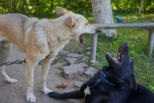 Funny dogs play in the yard and bark loudly.Two dogs with open mouths, one dog stands, the other lies on the ground.