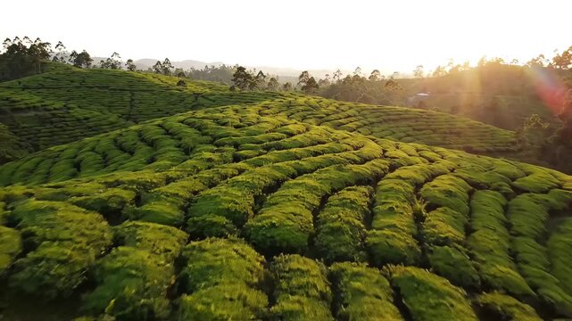 Lush green tea plantation, serene landscape, rolling hills, sunny agricultural field