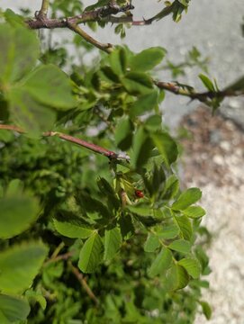 Primo piano di foglie verdi con bordi seghettati su steli sottili, riprese in un ambiente naturale all&rsquo;aperto