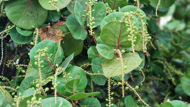 Tree branches of Coccoloba uvifera, sea grape or bay grape.