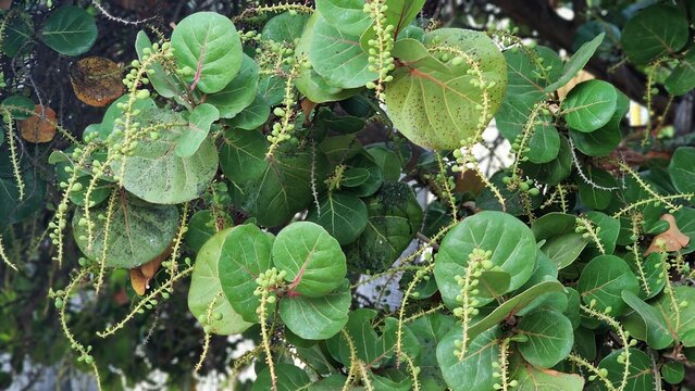 Tree branches of Coccoloba uvifera, sea grape or bay grape.