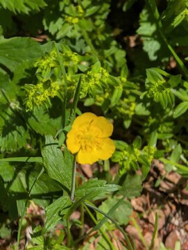 Primo piano di un fiore giallo selvatico immerso tra foglie verdi, una scena naturale che mette in risalto i dettagli delicati del fiore e il contrasto con la vegetazione circostante