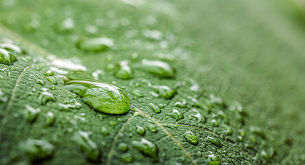 Clear Water Droplet on Green Leaf Texture, Macro Nature Background © NARONG