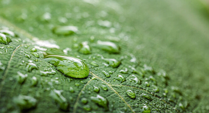 Clear Water Droplet on Green Leaf Texture, Macro Nature Background