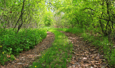 Sunlit forest path winding through lush green foliage and fallen leaves © Pavlo Klymenko