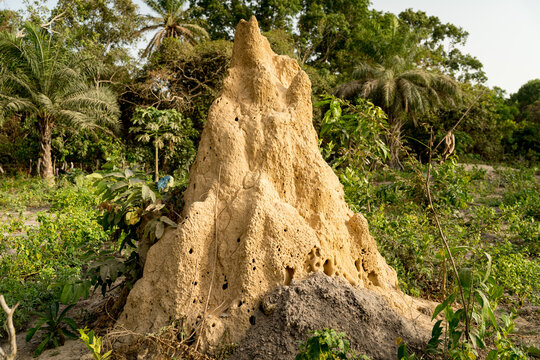 giant termite mound in a forest in natural environmente in senegal in west africa
