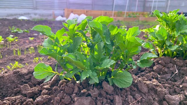 Young potato plants growing in a garden bed