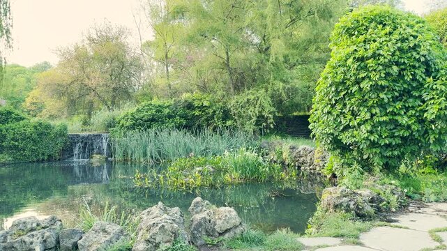 A large, neatly rounded green bush stands beside a peaceful pond reflecting the morning light. In the background, a small waterfall flows gently through rocks, creating tranquil landscape.