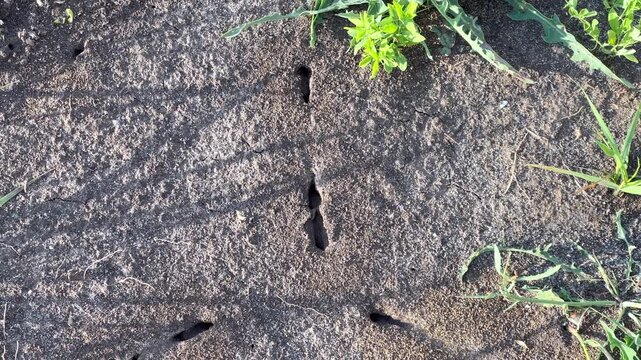 Colony of black ants working in an anthill on the ground