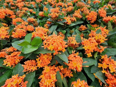 Ixora chinensis is a shrubby perennial plant commonly grown for good fortune in homes and for its inhabitants. It is shaped into a hedge or fence for gardens.