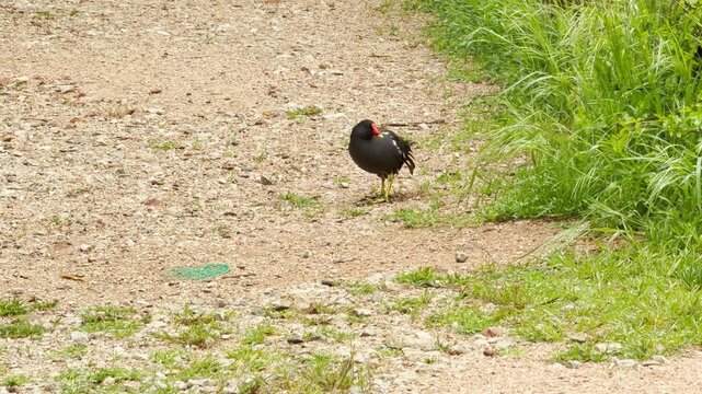 A solitary moorhen pauses on a gravel path next to a vibrant, grassy bank. The calm scene creates a sense of natural stillness and peaceful observation in the heart of the countryside.