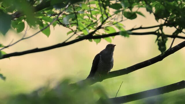 カッコウの鳴き声：逆光の中で喉を振るわせて鳴く野鳥の4K素材（実録音）
