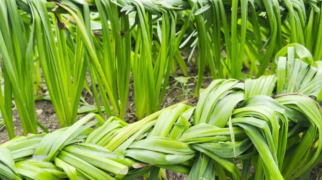 Long green daffodil leaves are neatly braided together in a structured row across a muddy garden patch. creative, meticulous arrangement brings a peaceful, organized feeling to natural outdoor space.