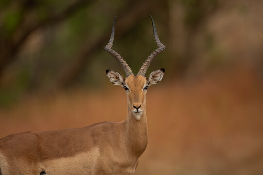 Impala ( Aepyceros melampus ) Pilanesberg Nature Reserve, , South Africa