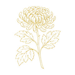 Obraz premium PNG Elegant golden chrysanthemum illustration