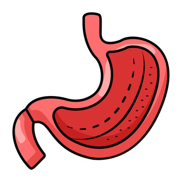 stomach lining and digestive function concept, gastric pathway visualization vector icon design, red gastric organ cutaway stock illustration