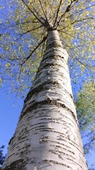 Fototapeta premium Birch close up in the nature. Trunk.