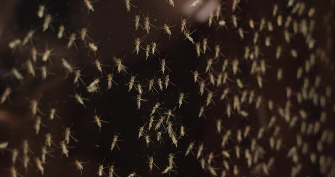 Mosquito swarm at summer on the glass closeup