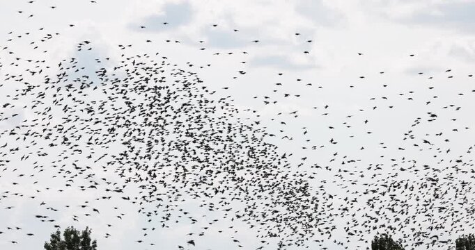 Gathering of individual birds to forage close up footage showing silhouettes