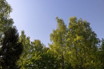 Fototapeta premium trees with green foliage in the spring of the year in sunny, clear weather , different types of trees in a mixed forest in warm weather in bright sunlight, blue sky
