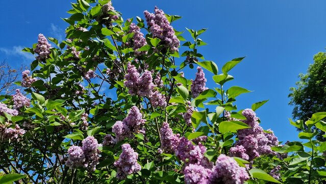 Branches with Lilac flowers and green leaves, in the garden.