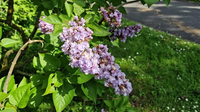 Branches with Lilac flowers and green leaves, in the garden.