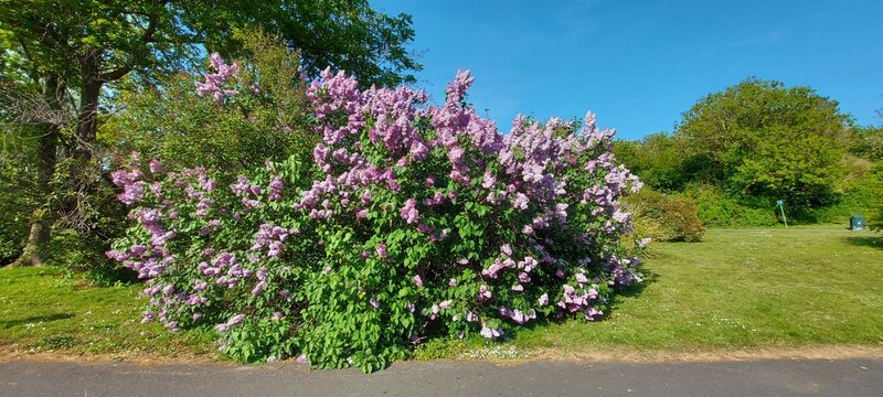 Branches with Lilac flowers and green leaves, in the garden.