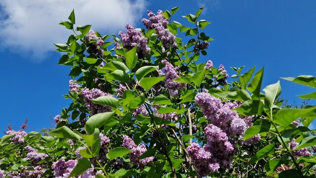 Branches with Lilac flowers and green leaves, in the garden.