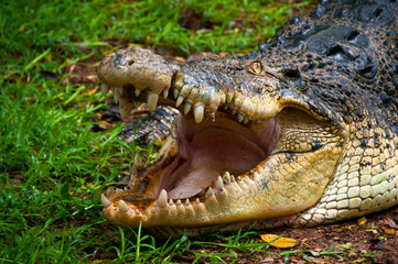 Obraz premium Close up of a crocodile