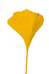 Naklejka premium Yellow leaves of a Ginkgo tree isolate on transparent background.